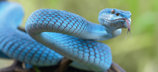 Blue Viper Snake