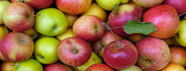 Organic apples used for Somerset Cider