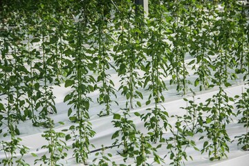 Naturaleza plantas viajes