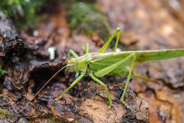 green grasshopper very close up in the grass
