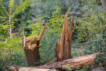 fallen and broken trees in a park after a storm
