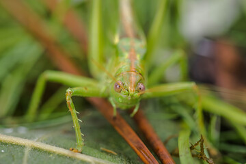green grasshopper very close up in the grass