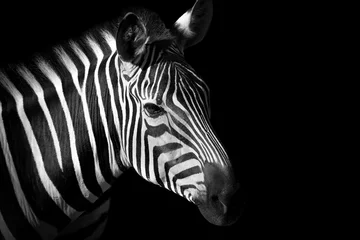 Deurstickers Zwart-witte zebra © denisapro