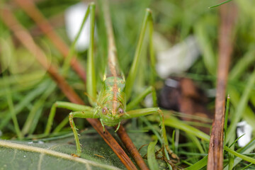 green grasshopper very close up in the grass
