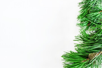 Pine branches with a pine cone on a white background. Copy space.