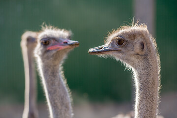 Emu birds in the zoo 