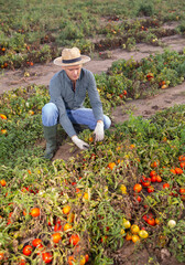 Frustrated farmer inspects tomato field after a natural disaster