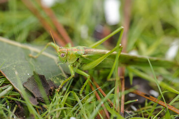 green grasshopper very close up in the grass