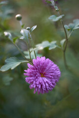 Pretty purple chrisantemum in the garden. High quality photo
