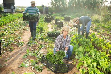 Group of skilled focused farm workers harvesting white bok choy on field on sunny fall day