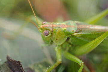 green grasshopper very close up in the grass