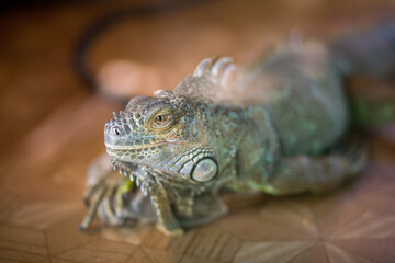 Green iguana portrait in the zoo