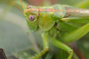 green grasshopper very close up in the grass