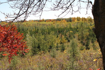 autumn in the forest