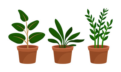Flowers and Plants Growing in Ceramic Pots Vector Set