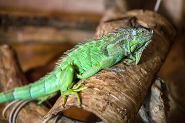 Green iguana portrait in the zoo
