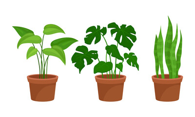 Flowers and Plants Growing in Ceramic Pots Vector Set