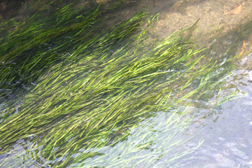きれいな水の用水路