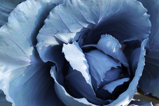 Red Cabbage In Garden, Close Up