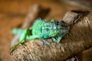 Green iguana portrait in the zoo