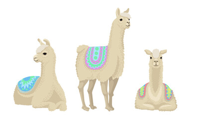 White Wooly Llama or Alpaca as Domesticated South American Camelid Vector Set
