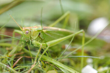 green grasshopper very close up in the grass