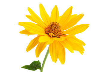 Yellow daisy blossom