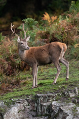 Young male Red Deer (Cervus elaphus) in thick bracken at the edge of a forest