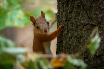 Animails in green forest