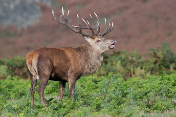Red Deer Stag (Cervus elaphus) sniffing the air in rutting season
