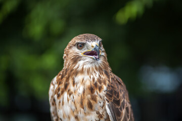 A single hawk sitting portrait