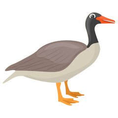 
Canadian goose having red beak is a beautiful bird 
