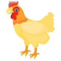 
Famous domestic animal bird in white color and yellow beak, hen
