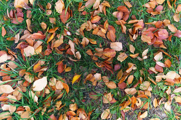 background of autumn leaves texture on green grass. autumn background