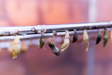butterfly and pupa transformation, nature background with clipping path