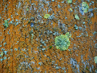 green moss grows on the orange bark of an old tree close by . texture of tree bark