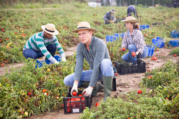 Obraz premium Male and female workers gathering crop of tomatoes on field with many damages after thunderstorm with massive rain