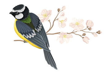 Garden Tit Perching on Branch with Apple Blossom Vector Illustration