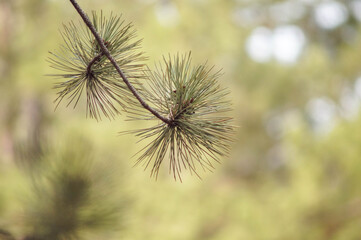 close-up of pine needles, soft focus