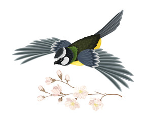 Great Tit with Black Head and Yellow Body Flying Towards Apple Blossom Branch Vector Illustration
