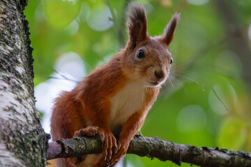 Fototapeta premium The beauty of the Voronezh region in a fairy-tale forest
