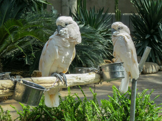 two big white parrots
