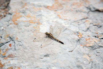 Dragonfly on the rock close up