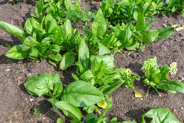 Spinach growing in garden. Fresh natural leaves of spinach growing Bio spanach.