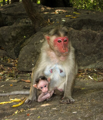 japanese macaque sitting on a rock with baby