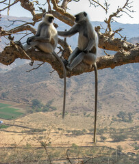 two macaque monkeys sitting on the branch up in the mountains