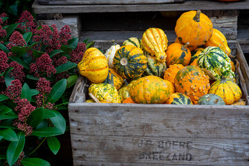 garden composition of decorative pumpkins
