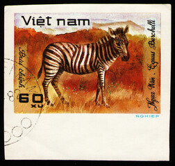 animal Burchell's Zebra (Equus burchelli), fauna, circa 1981