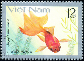 fish Hoa nhung / Velvet Goldfish (Carassius auratus), fauna, circa 1977