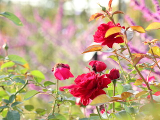 バラ園の赤いバラ